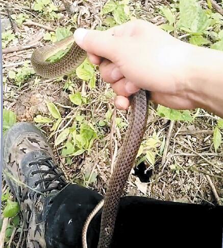 蛇是国家保护动物 00104b0f25121ae239d910.jpg