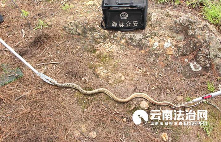 蛇进屋扰民 民警及时捕捉